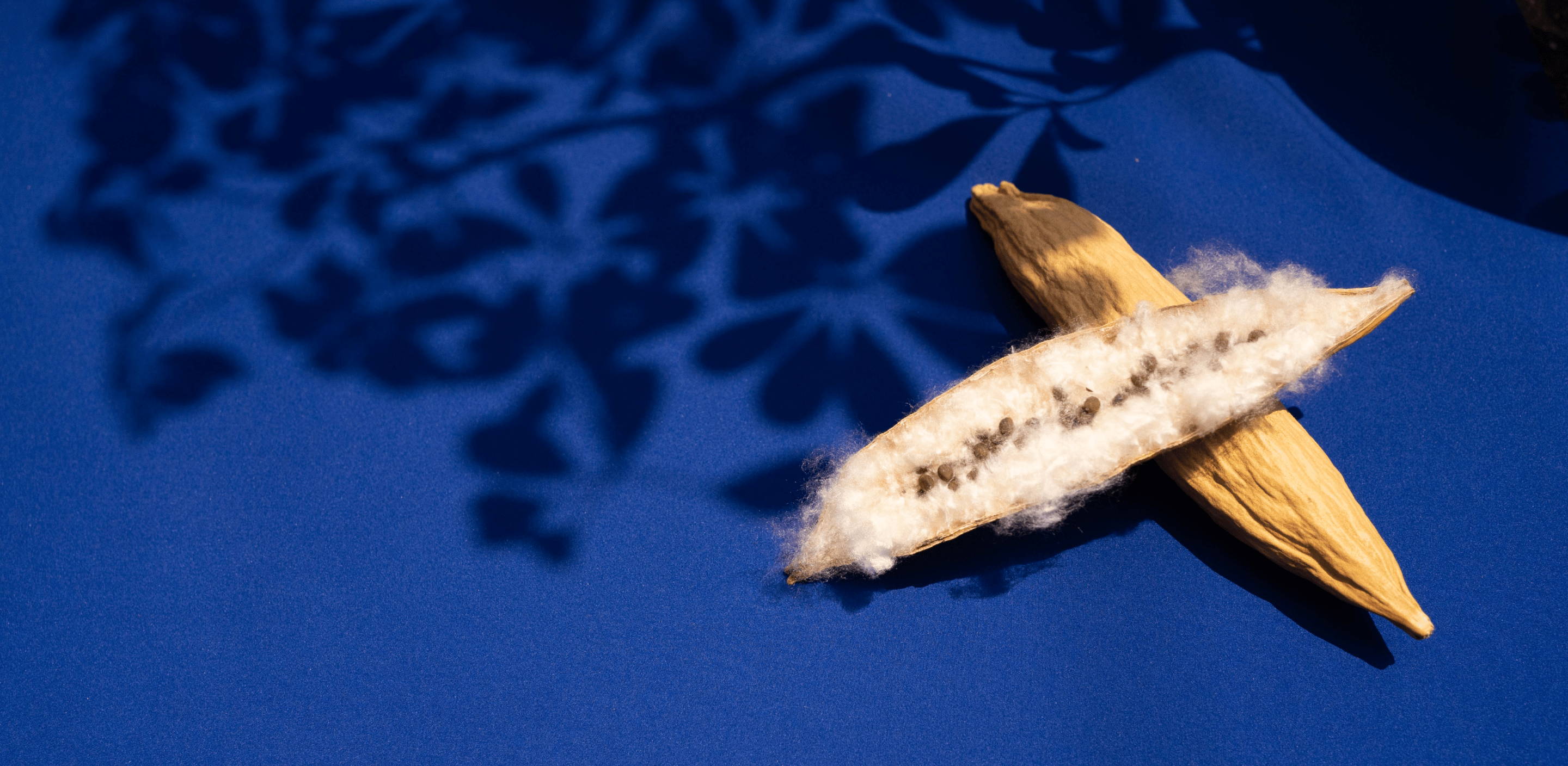カポックの Kapok, a new functional and sustainable material derived from tree nut